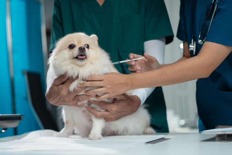 pet clinic