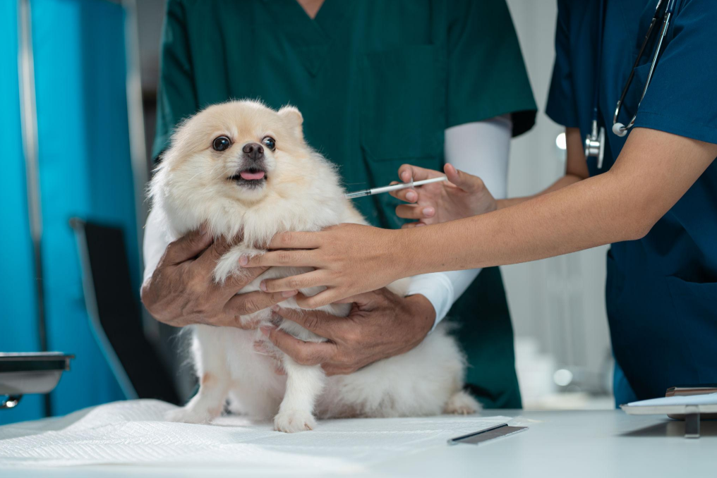 pet clinic