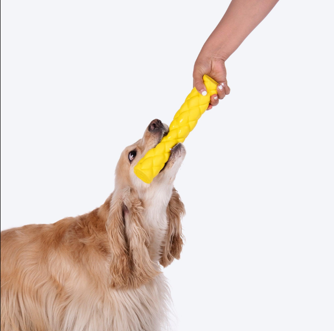 pet Training