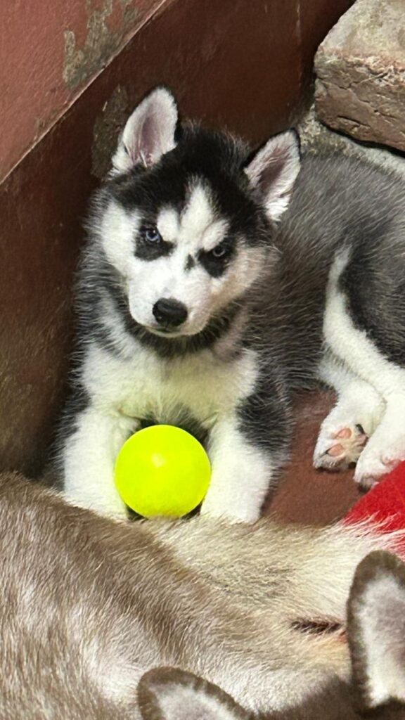 active pets provide by this pet shop