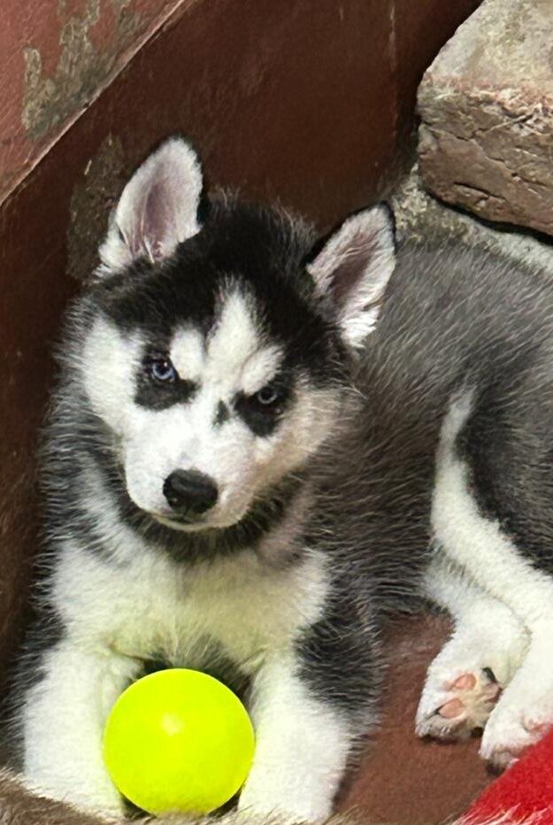 active pets provide by this pet shop