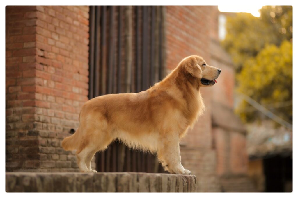 good trainer provide this pet shop