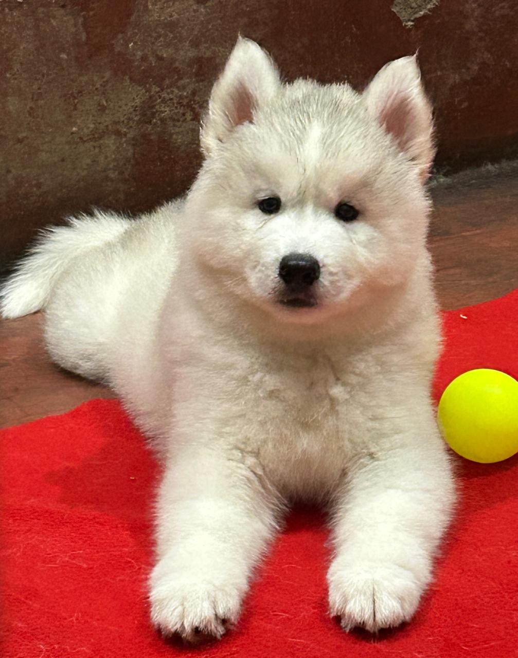 good quality pet provide this pet shop