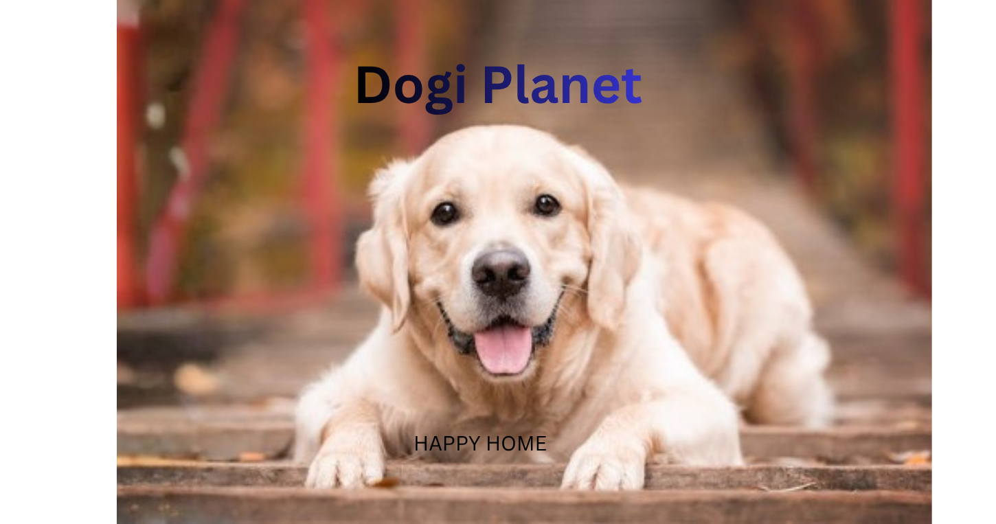 Dogi planet home