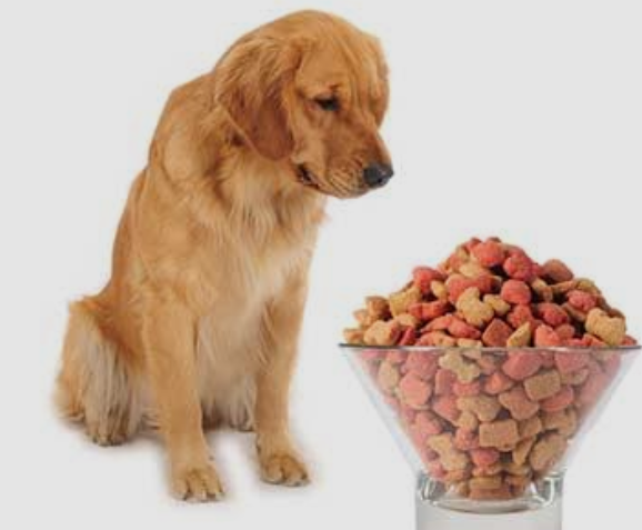 Wellness of dogi planet