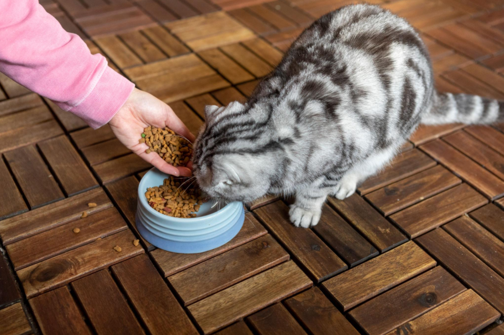 cat food